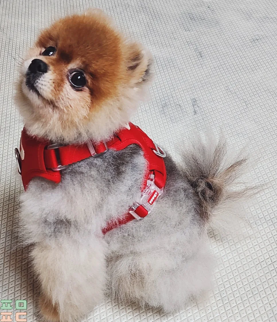 강아지 하네스 고르는 기준과 사이즈 재는 법